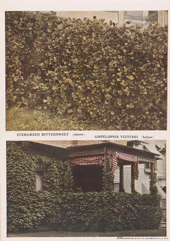 Reproducción/Reproduction 49830648168: Descriptive plate-book. Newark, N.Y. :Knight & Bostwick,[19--]. 