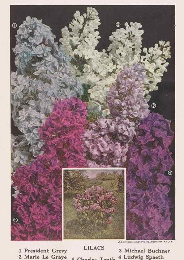 Reproducción/Reproduction 49831501277: Descriptive plate-book. Newark, N.Y. :Knight & Bostwick,[19--]. 