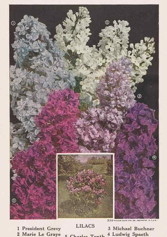 Reproducción/Reproduction 49831501277: Descriptive plate-book. Newark, N.Y. :Knight & Bostwick,[19--]. 