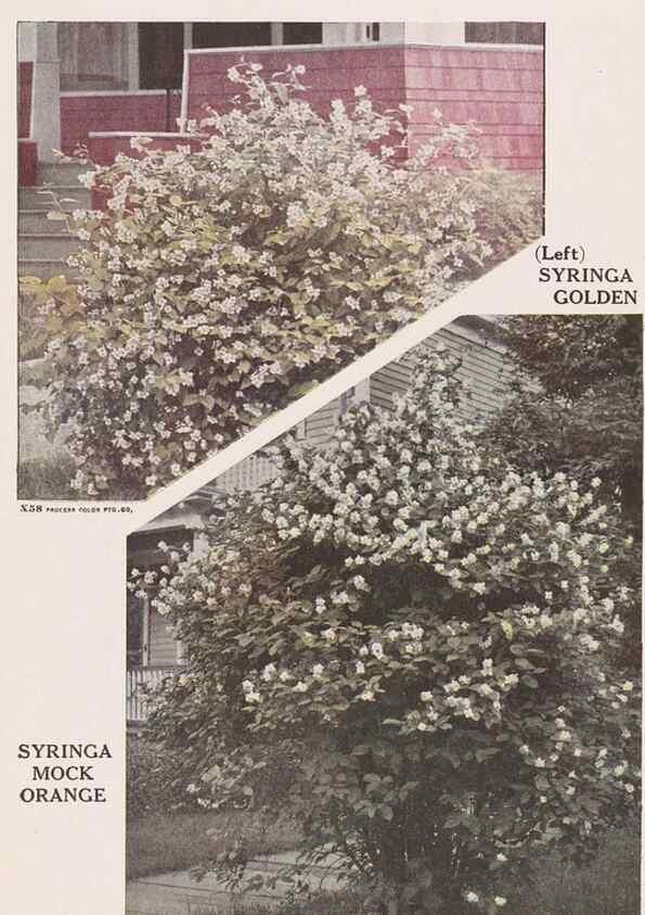 Reproducción/Reproduction 49831196671: Descriptive plate-book. Newark, N.Y. :Knight & Bostwick,[19--]. 