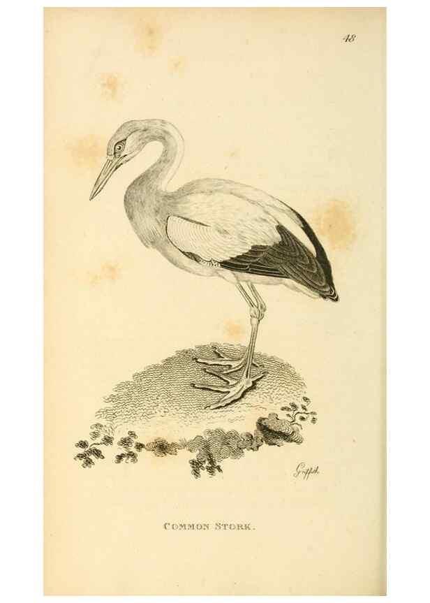 Reproducción/Reproduction 49831182017: General zoology, or Systematic natural history. London,Printed for G. Kearsley,1800-1826.. 
