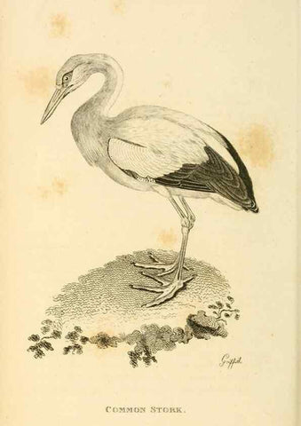 Reproducción/Reproduction 49831182017: General zoology, or Systematic natural history. London,Printed for G. Kearsley,1800-1826.. 