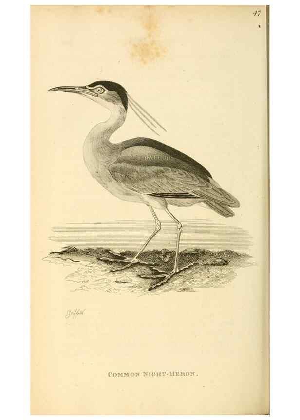Reproducción/Reproduction 49830872111: General zoology, or Systematic natural history. London,Printed for G. Kearsley,1800-1826.. 