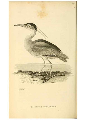 Reproducción/Reproduction 49830872111: General zoology, or Systematic natural history. London,Printed for G. Kearsley,1800-1826.. 