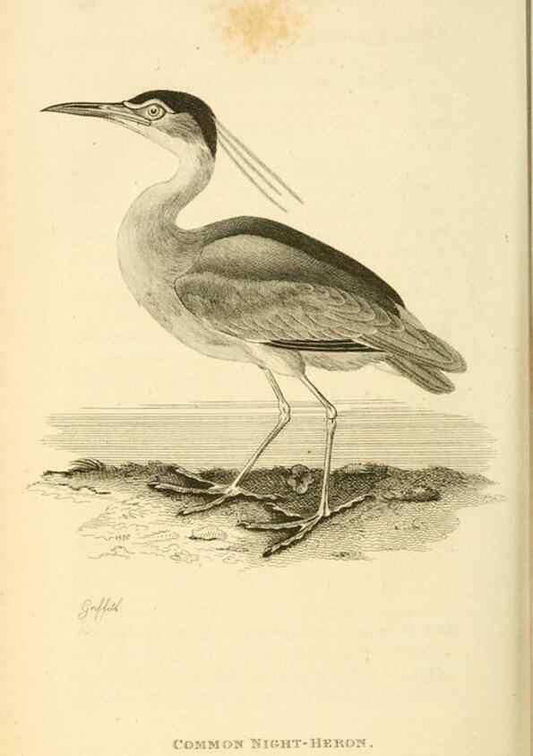 Reproducción/Reproduction 49830872111: General zoology, or Systematic natural history. London,Printed for G. Kearsley,1800-1826.. 