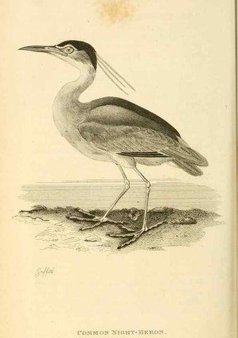 Reproducción/Reproduction 49830872111: General zoology, or Systematic natural history. London,Printed for G. Kearsley,1800-1826.. 