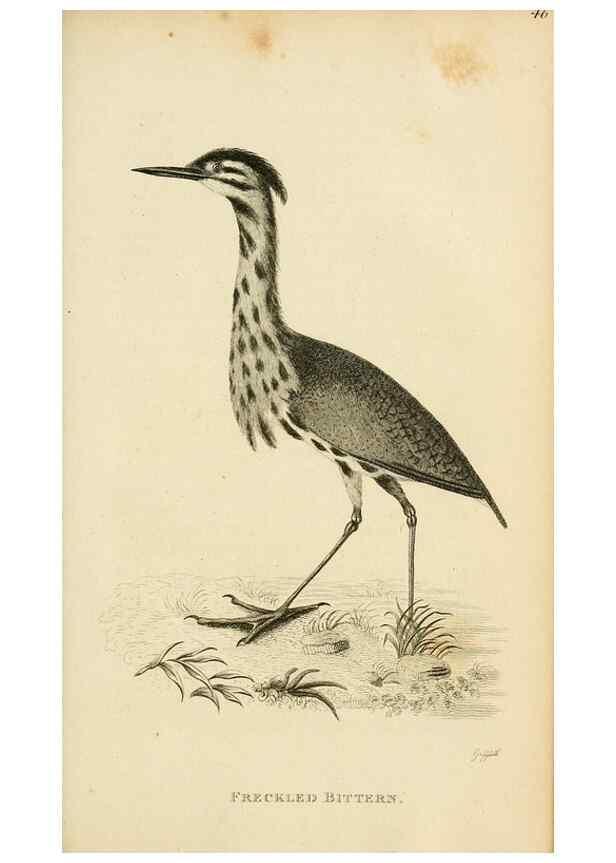 Reproducción/Reproduction 49830339733: General zoology, or Systematic natural history. London,Printed for G. Kearsley,1800-1826.. 