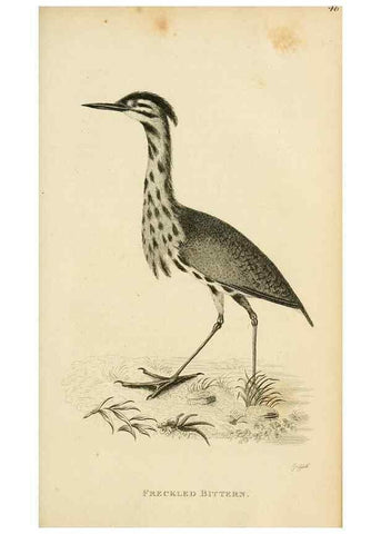 Reproducción/Reproduction 49830339733: General zoology, or Systematic natural history. London,Printed for G. Kearsley,1800-1826.. 