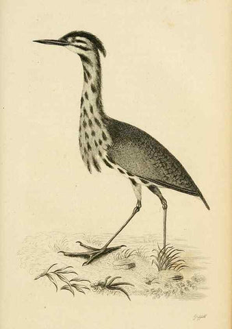 Reproducción/Reproduction 49830339733: General zoology, or Systematic natural history. London,Printed for G. Kearsley,1800-1826.. 
