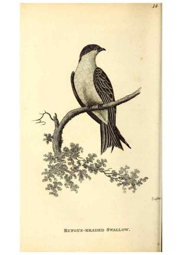 Reproducción/Reproduction 49830955822: General zoology, or Systematic natural history. London,Printed for G. Kearsley,1800-1826.. 