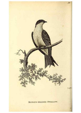 Reproducción/Reproduction 49830955822: General zoology, or Systematic natural history. London,Printed for G. Kearsley,1800-1826.. 