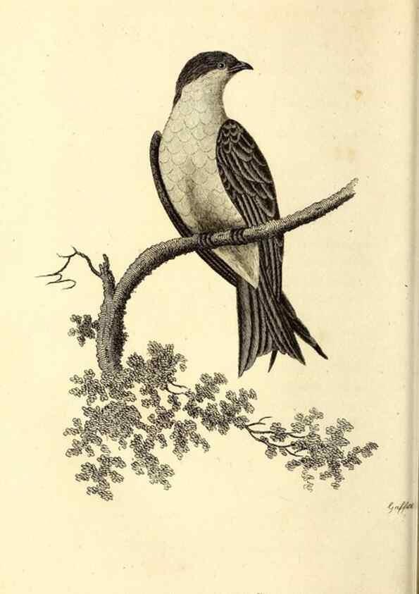 Reproducción/Reproduction 49830955822: General zoology, or Systematic natural history. London,Printed for G. Kearsley,1800-1826.. 