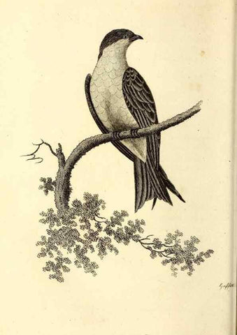 Reproducción/Reproduction 49830955822: General zoology, or Systematic natural history. London,Printed for G. Kearsley,1800-1826.. 