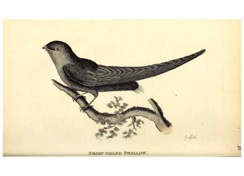 Reproducción/Reproduction 49830646626: General zoology, or Systematic natural history. London,Printed for G. Kearsley,1800-1826.. 