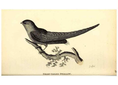 Reproducción/Reproduction 49830646626: General zoology, or Systematic natural history. London,Printed for G. Kearsley,1800-1826.. 