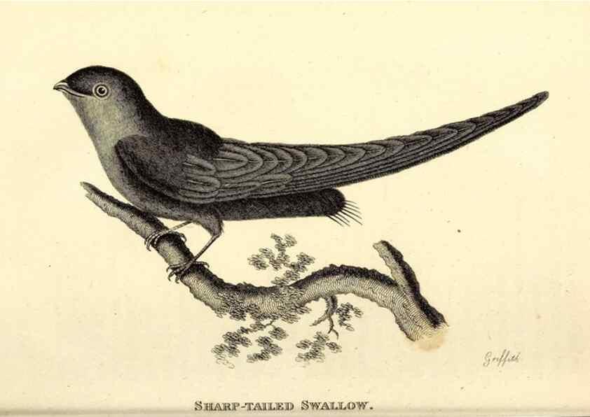 Reproducción/Reproduction 49830646626: General zoology, or Systematic natural history. London,Printed for G. Kearsley,1800-1826.. 