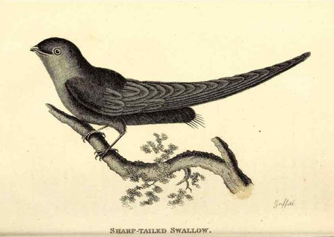 Reproducción/Reproduction 49830646626: General zoology, or Systematic natural history. London,Printed for G. Kearsley,1800-1826.. 