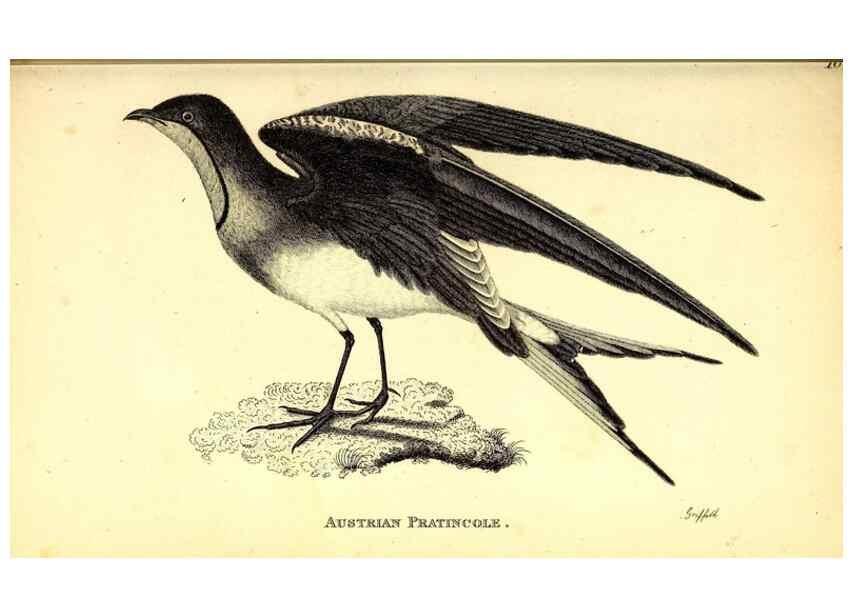Reproducción/Reproduction 49830646956: General zoology, or Systematic natural history. London,Printed for G. Kearsley,1800-1826.. 