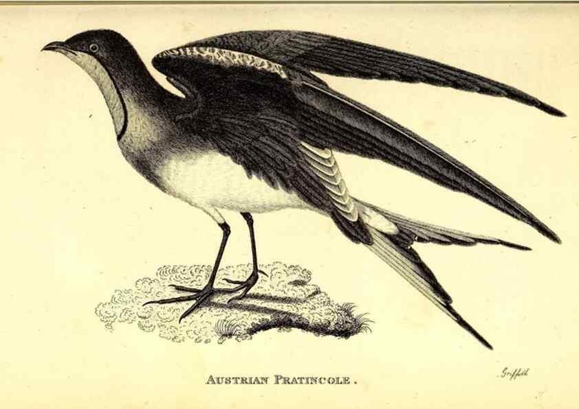 Reproducción/Reproduction 49830646956: General zoology, or Systematic natural history. London,Printed for G. Kearsley,1800-1826.. 