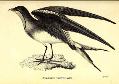 Reproducción/Reproduction 49830646956: General zoology, or Systematic natural history. London,Printed for G. Kearsley,1800-1826.. 