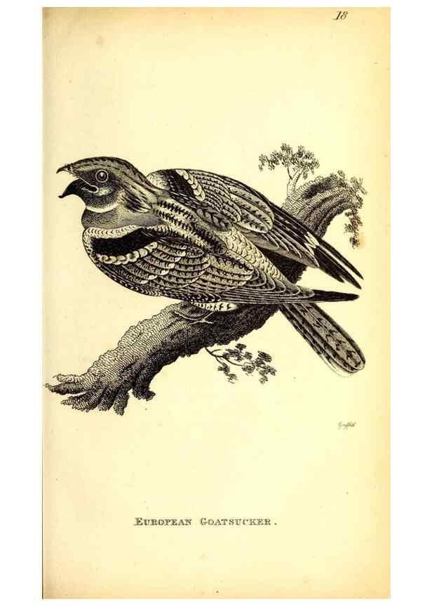 Reproducción/Reproduction 49830115323: General zoology, or Systematic natural history. London,Printed for G. Kearsley,1800-1826.. 