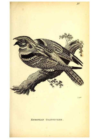 Reproducción/Reproduction 49830115323: General zoology, or Systematic natural history. London,Printed for G. Kearsley,1800-1826.. 