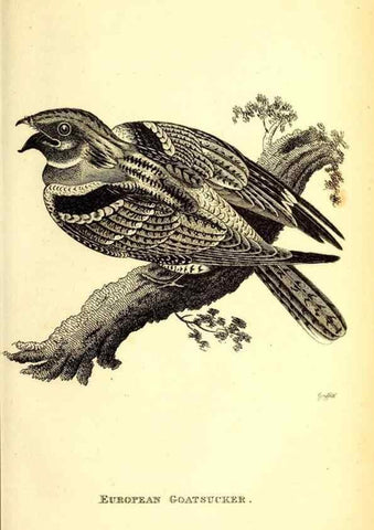 Reproducción/Reproduction 49830115323: General zoology, or Systematic natural history. London,Printed for G. Kearsley,1800-1826.. 
