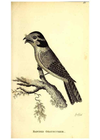 Reproducción/Reproduction 49830957162: General zoology, or Systematic natural history. London,Printed for G. Kearsley,1800-1826.. 