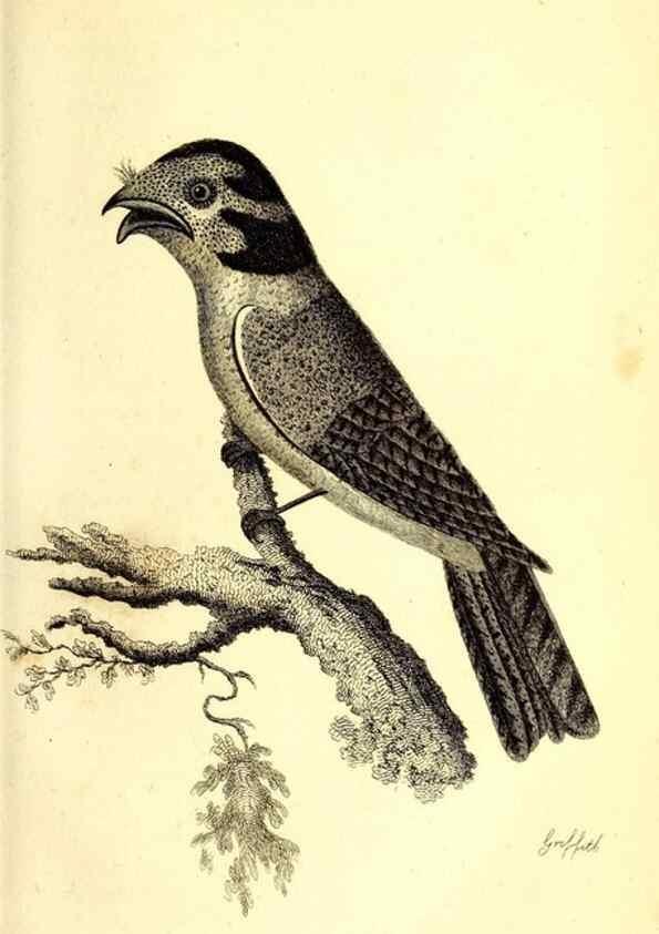 Reproducción/Reproduction 49830957162: General zoology, or Systematic natural history. London,Printed for G. Kearsley,1800-1826.. 