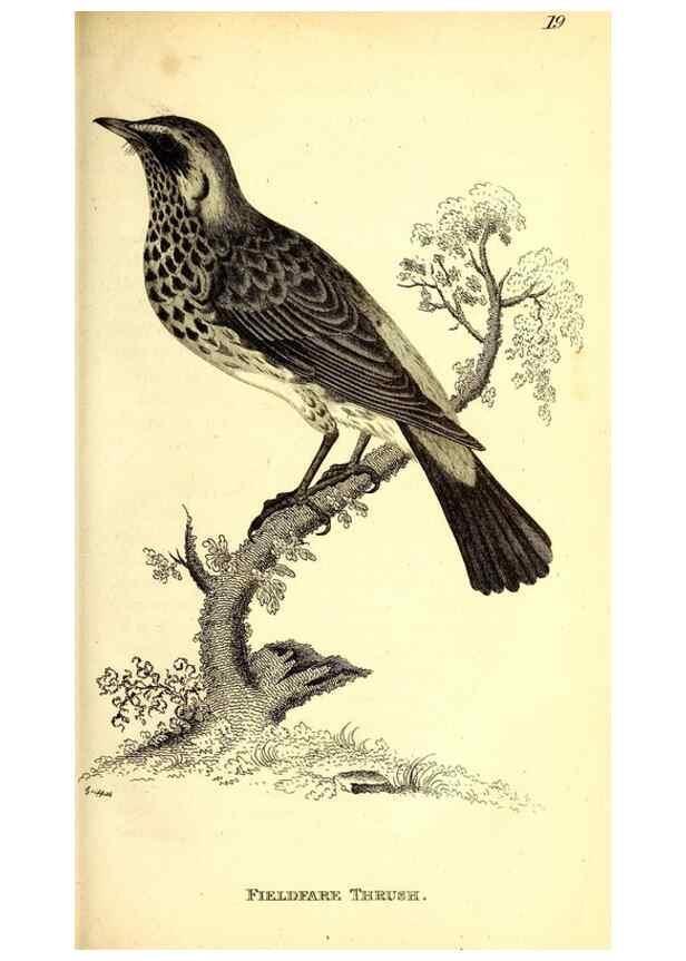 Reproducción/Reproduction 49830957572: General zoology, or Systematic natural history. London,Printed for G. Kearsley,1800-1826.. 