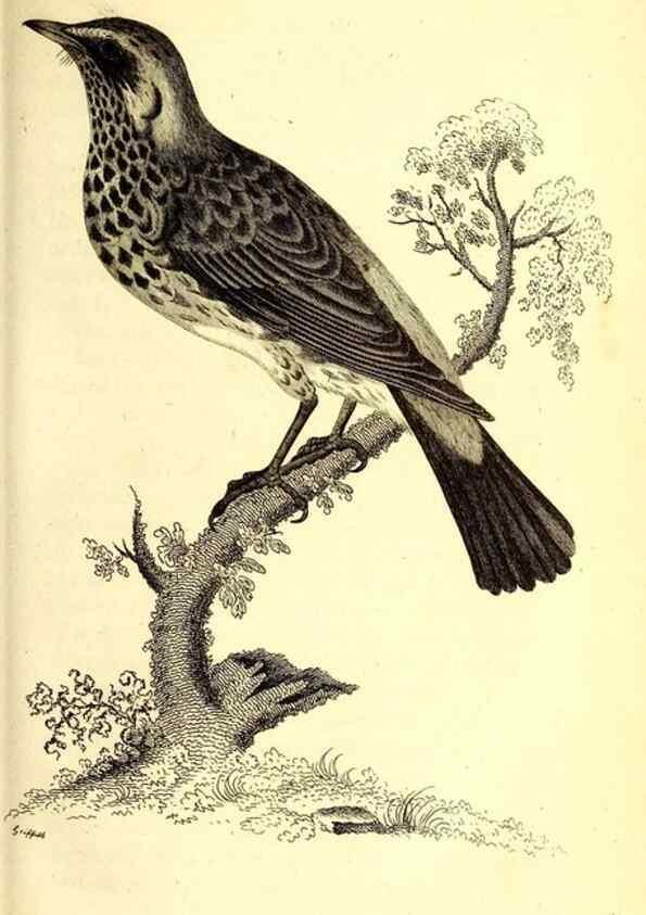 Reproducción/Reproduction 49830957572: General zoology, or Systematic natural history. London,Printed for G. Kearsley,1800-1826.. 