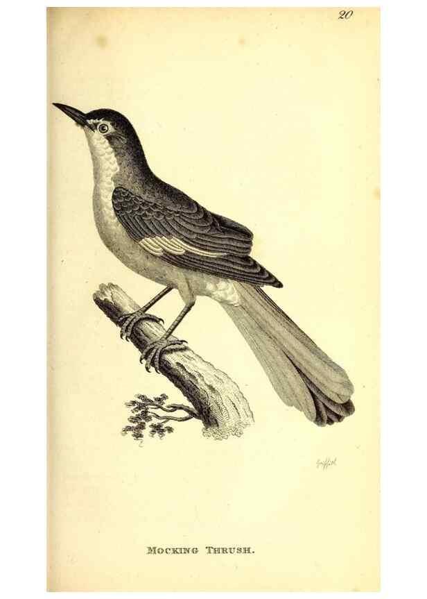 Reproducción/Reproduction 49830116253: General zoology, or Systematic natural history. London,Printed for G. Kearsley,1800-1826.. 