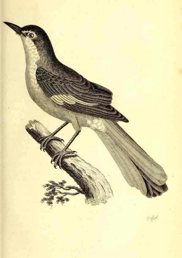 Reproducción/Reproduction 49830116253: General zoology, or Systematic natural history. London,Printed for G. Kearsley,1800-1826.. 