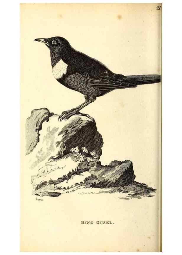 Reproducción/Reproduction 49830116653: General zoology, or Systematic natural history. London,Printed for G. Kearsley,1800-1826.. 