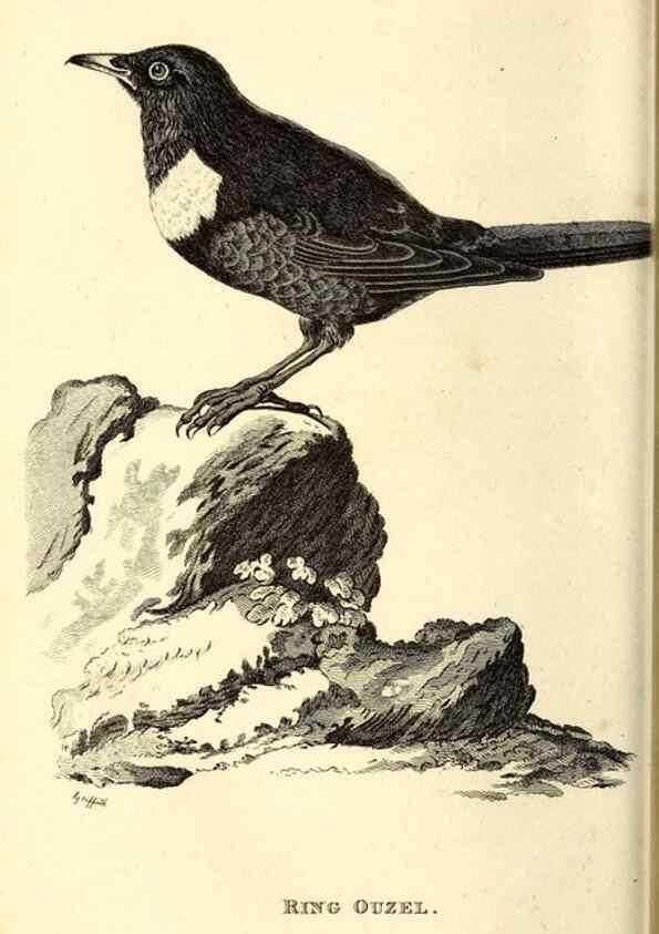 Reproducción/Reproduction 49830116653: General zoology, or Systematic natural history. London,Printed for G. Kearsley,1800-1826.. 