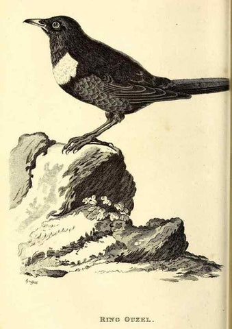 Reproducción/Reproduction 49830116653: General zoology, or Systematic natural history. London,Printed for G. Kearsley,1800-1826.. 