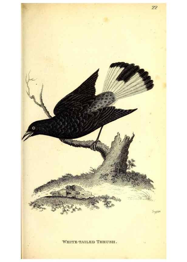 Reproducción/Reproduction 49830117038: General zoology, or Systematic natural history. London,Printed for G. Kearsley,1800-1826.. 