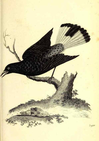 Reproducción/Reproduction 49830117038: General zoology, or Systematic natural history. London,Printed for G. Kearsley,1800-1826.. 