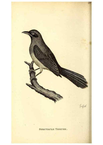 Reproducción/Reproduction 49830959127: General zoology, or Systematic natural history. London,Printed for G. Kearsley,1800-1826.. 
