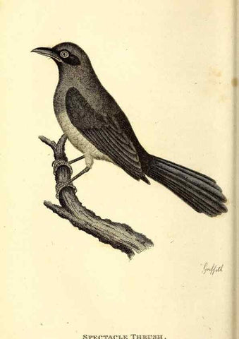 Reproducción/Reproduction 49830959127: General zoology, or Systematic natural history. London,Printed for G. Kearsley,1800-1826.. 