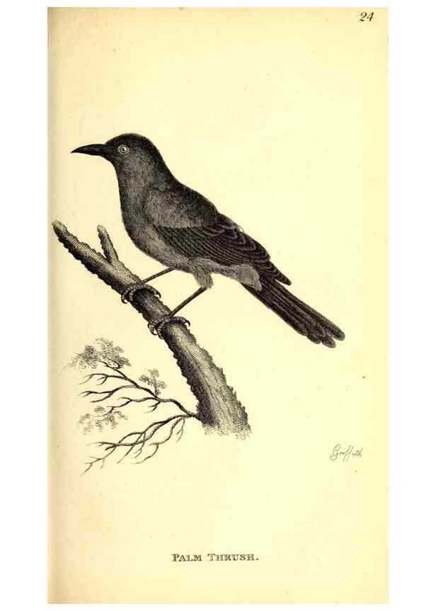 Reproducción/Reproduction 49830117793: General zoology, or Systematic natural history. London,Printed for G. Kearsley,1800-1826.. 