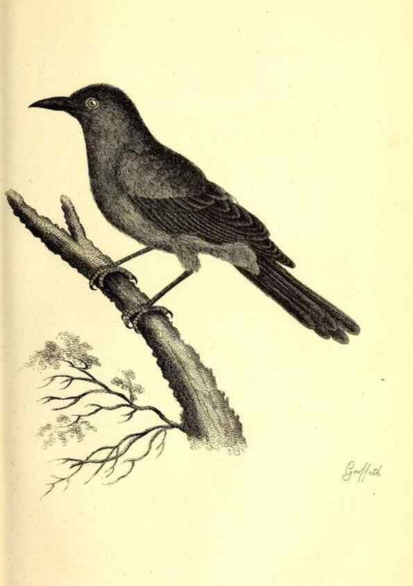 Reproducción/Reproduction 49830117793: General zoology, or Systematic natural history. London,Printed for G. Kearsley,1800-1826.. 