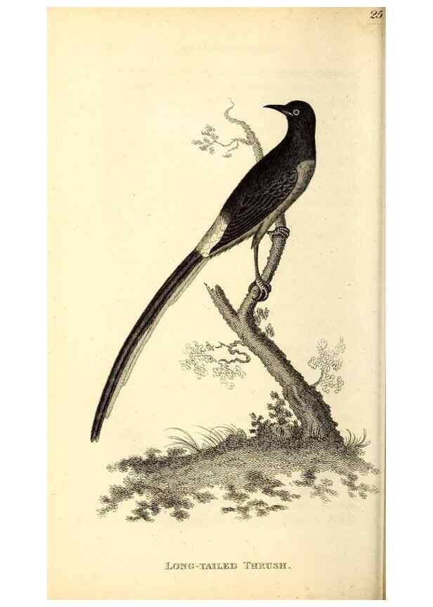 Reproducción/Reproduction 49830959807: General zoology, or Systematic natural history. London,Printed for G. Kearsley,1800-1826.. 