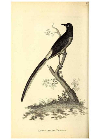 Reproducción/Reproduction 49830959807: General zoology, or Systematic natural history. London,Printed for G. Kearsley,1800-1826.. 