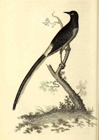 Reproducción/Reproduction 49830959807: General zoology, or Systematic natural history. London,Printed for G. Kearsley,1800-1826.. 