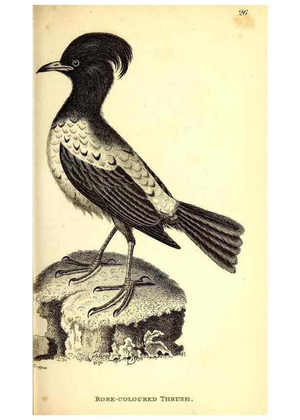 Reproducción/Reproduction 49830118468: General zoology, or Systematic natural history. London,Printed for G. Kearsley,1800-1826.. 