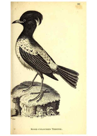 Reproducción/Reproduction 49830118468: General zoology, or Systematic natural history. London,Printed for G. Kearsley,1800-1826.. 