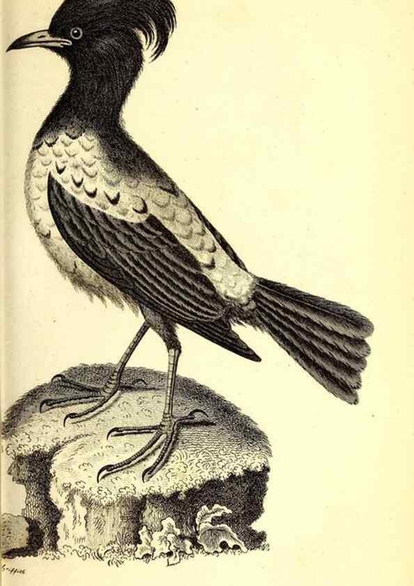 Reproducción/Reproduction 49830118468: General zoology, or Systematic natural history. London,Printed for G. Kearsley,1800-1826.. 