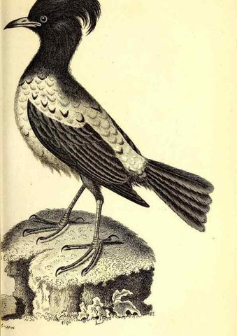Reproducción/Reproduction 49830118468: General zoology, or Systematic natural history. London,Printed for G. Kearsley,1800-1826.. 