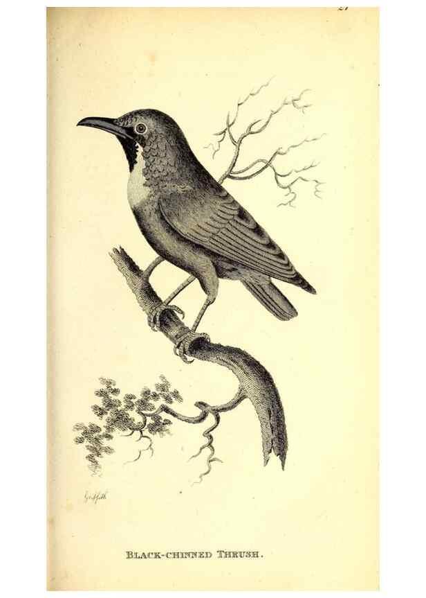 Reproducción/Reproduction 49830118748: General zoology, or Systematic natural history. London,Printed for G. Kearsley,1800-1826.. 